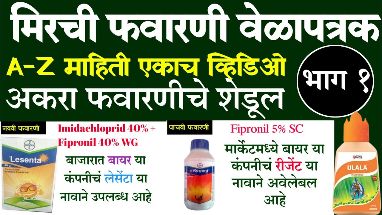 chilli virus | मिरची फवारणी वेळापत्रक | mirchi virus control | Mirchi fawarni velakptrak |