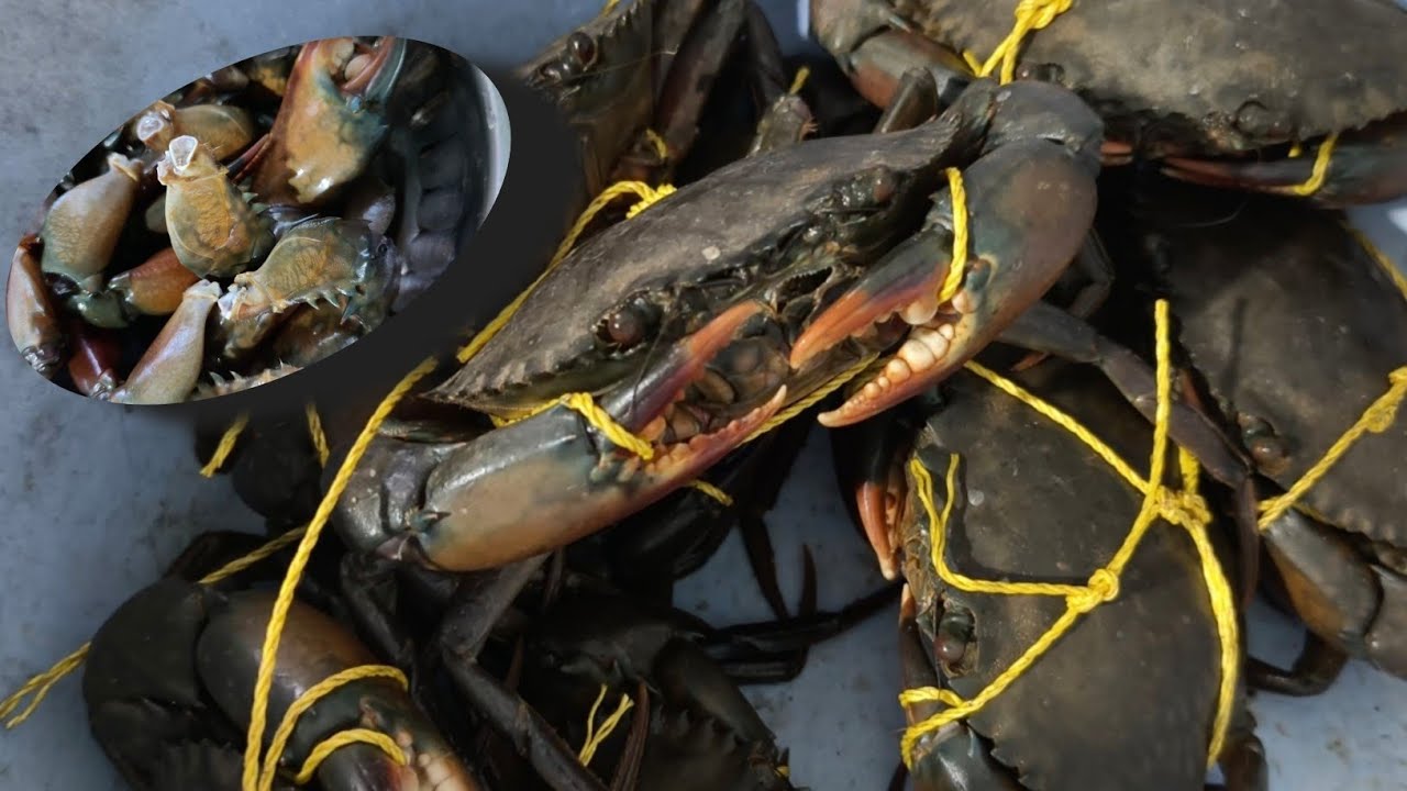 Fresh crab cutting skills | easy technique for cleaning crab 