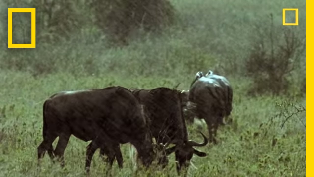 Two Cheetahs vs. Wildebeest | National Geographic