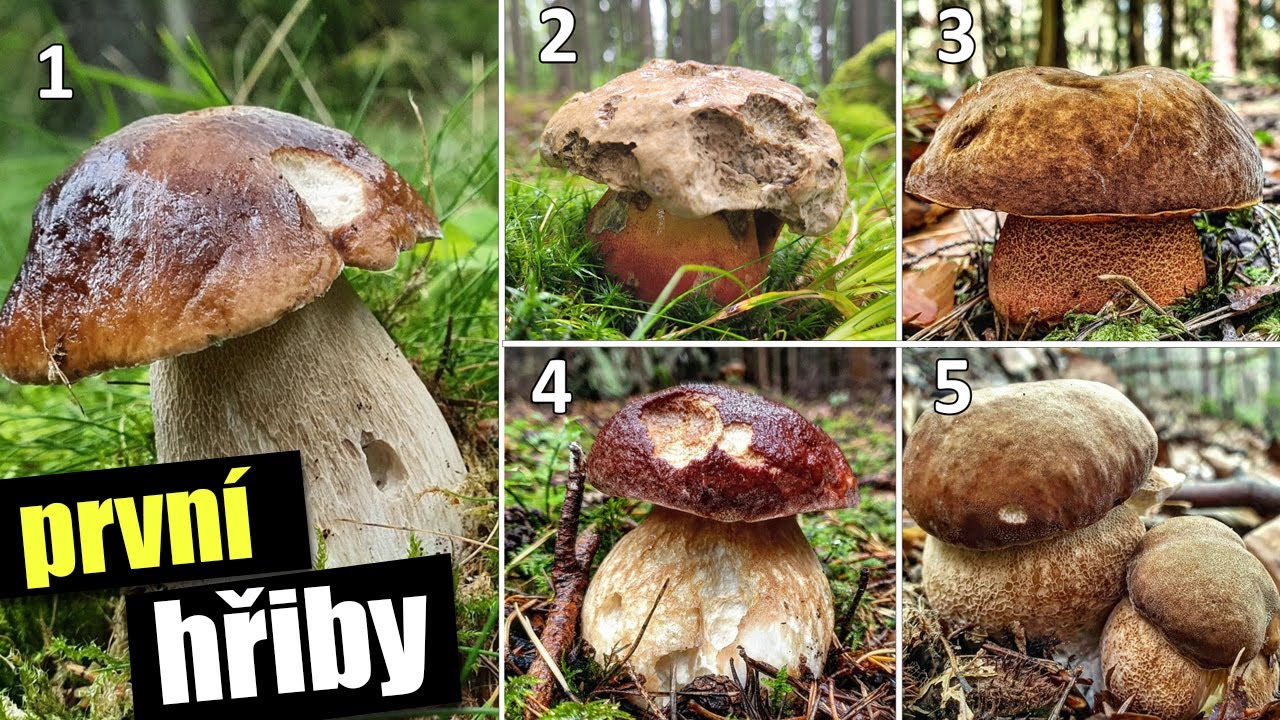 Druhy hřibů - TOP 5 jarních HŘIBŮ + houbový KVÍZ