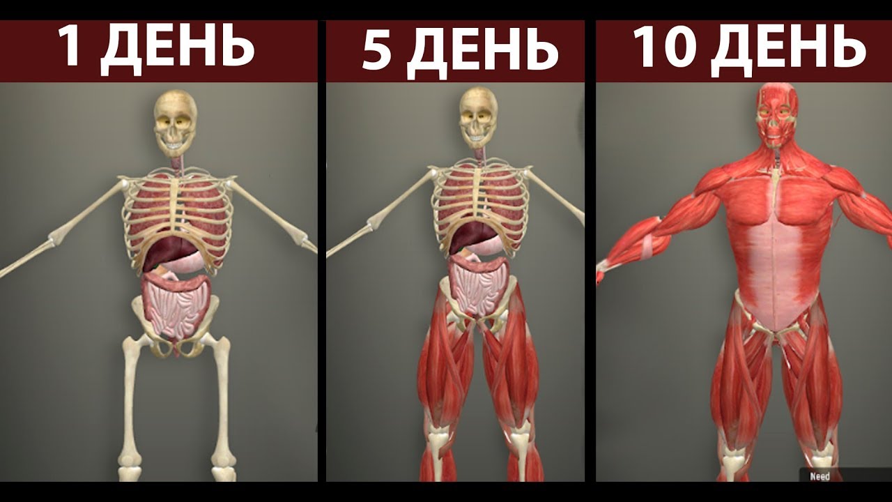 Создаем человека с 0 ! ( Idle Human )