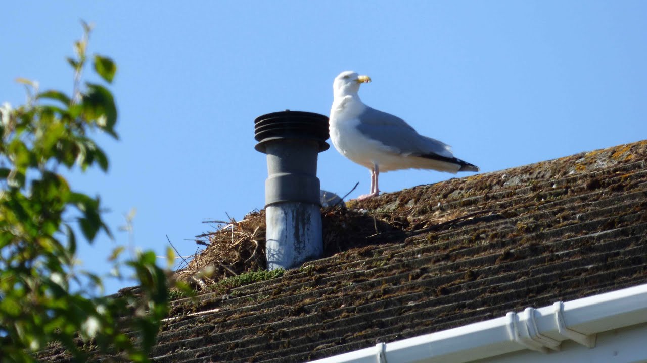 Al`s continuing seagull saga