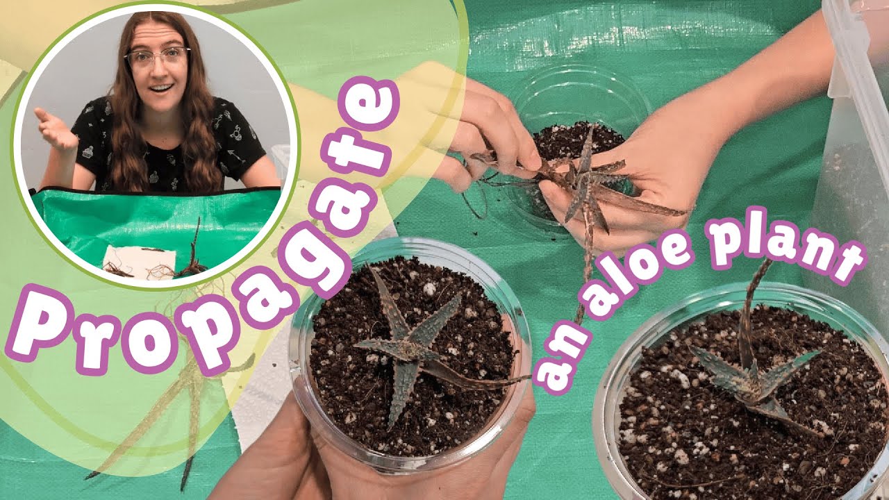 Propagate a Purple Haze Aloe Plant with Me