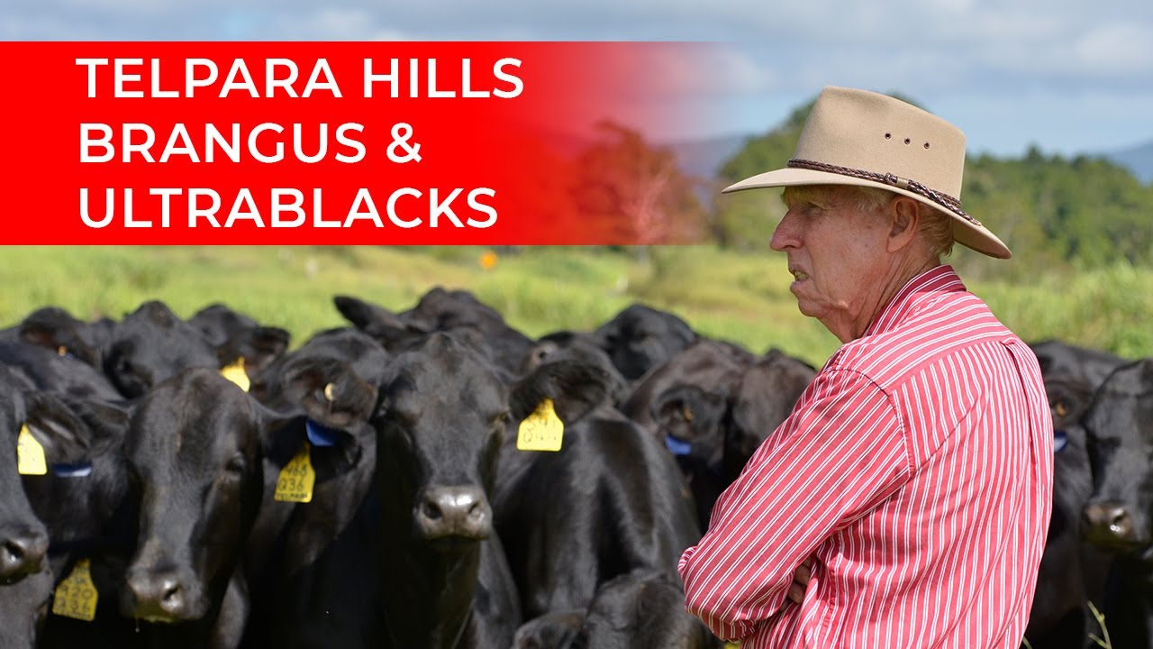 TELPARA HILLS BRANGUS & ULTRABLACK BULLS- Our family farm story