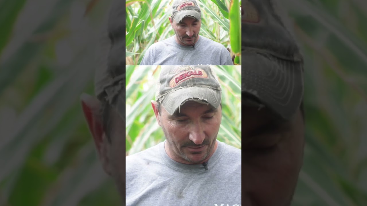 🌽 Dekalb hybrids this farmer is trying!  