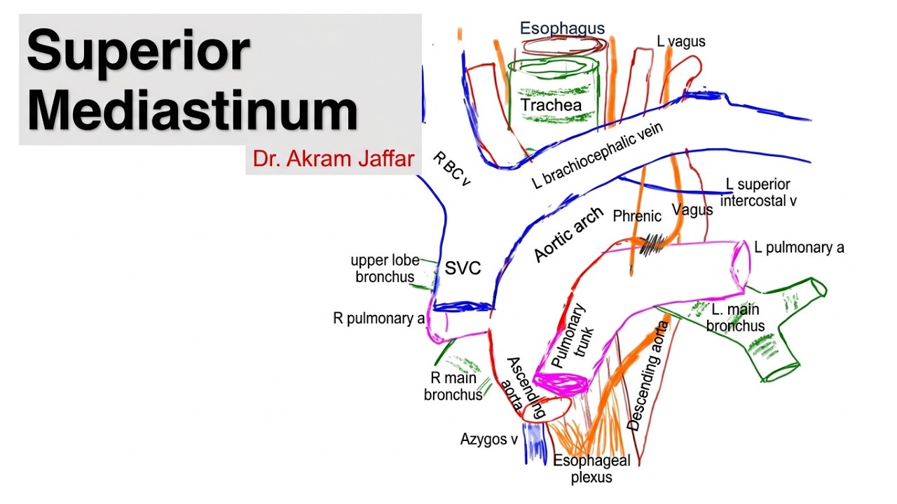 Relations at the superior mediastinum, simplified sketches + Anki flashcards