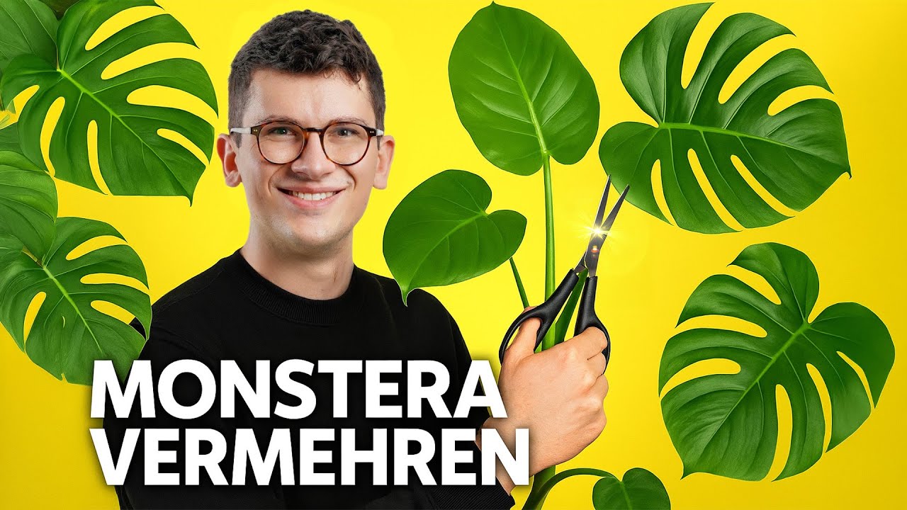 Monstera-Ableger richtig schneiden & vermehren🌿 | Anfänger-Tutorial