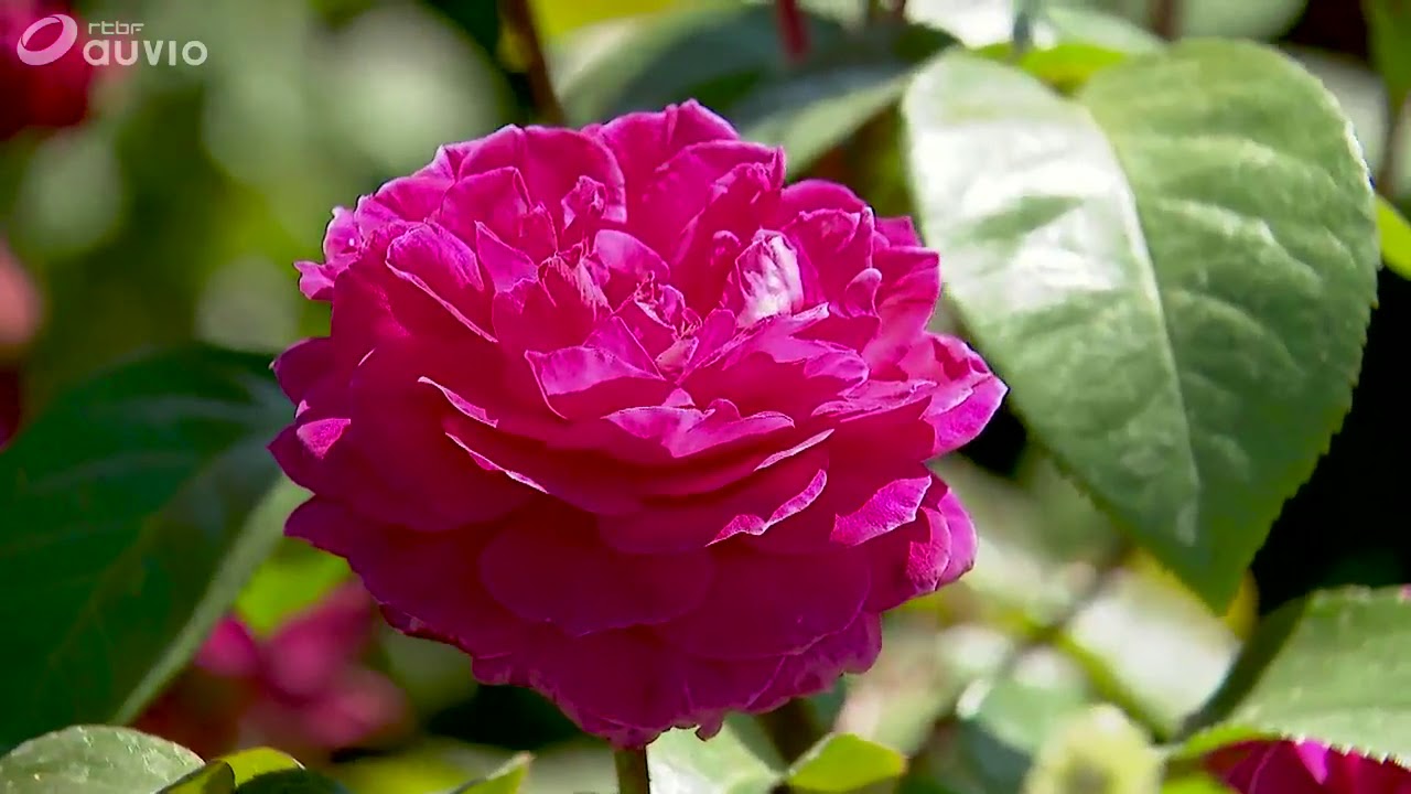 Roseraie Warren Millington - Jardin & Loisirs 2019
