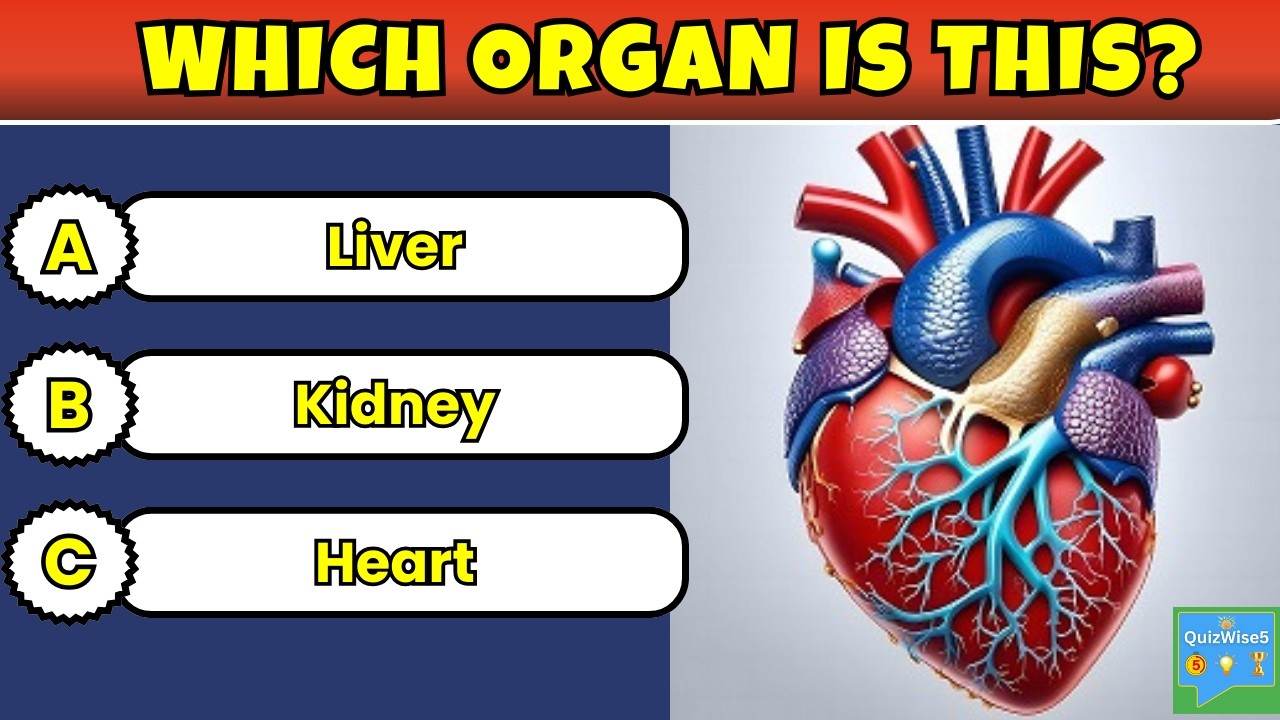 Which Organ Is This? 🧠 | Human Body Organ Quiz Challenge
