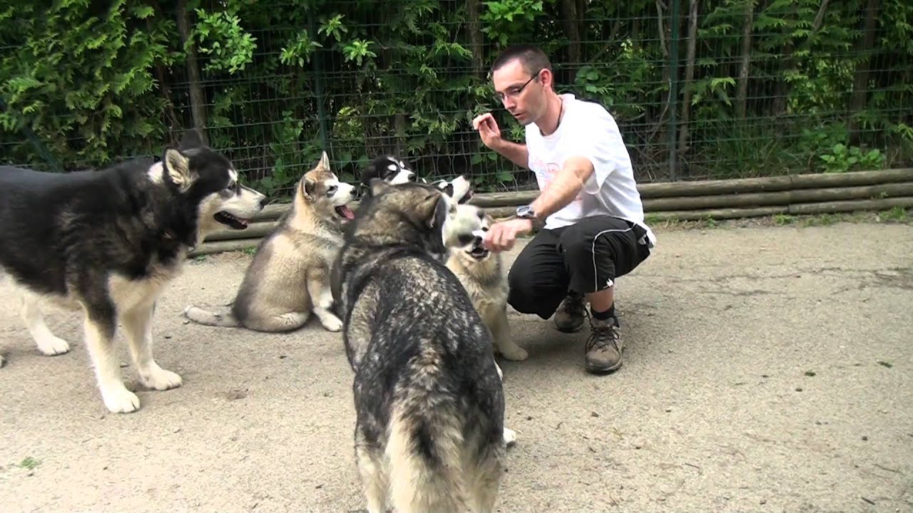 Dressage petits chiots Malamutes et révision pour les grands 2