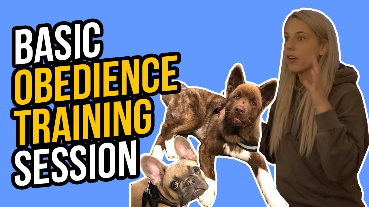 BASIC OBEDIENCE TRAINING SESSION WITH A FRENCHIE PUP