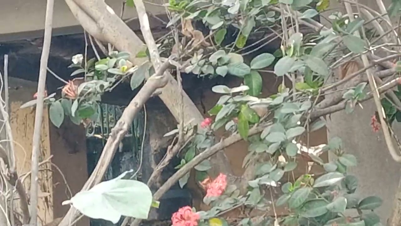 Bagan. আনন্দ নিকেতন- আহ্লাদ ও খুশি 🥰🐕🐈। February / 2026 , garden overview . SUBSCRIBE.