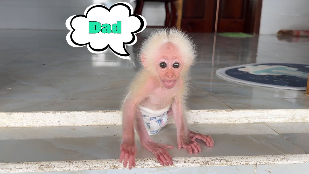 Baby monkey ZiZi worries about being abandoned when Dad is away for too long