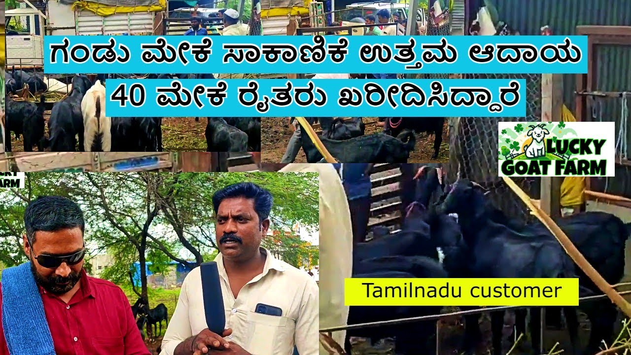 goat farming 100% profit 40 purchased tamilnadu customer | ಮೇಕೆ ಸಾಕಾಣಿಕೆ 200% ಪರಿಶ್ರಮ ಹಾಕ್ಬೇಕು #goat