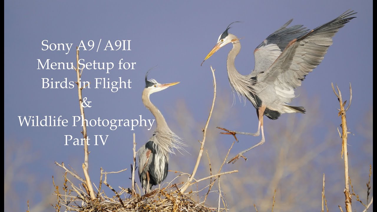 Sony A9/A9II Menu Setup for Birds in Flight & Wildlife Photography - Part 4 of 5