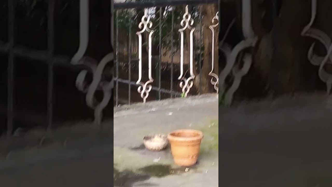 5 types of birds in this video . Pls enjoy watching and do like and subscribe 