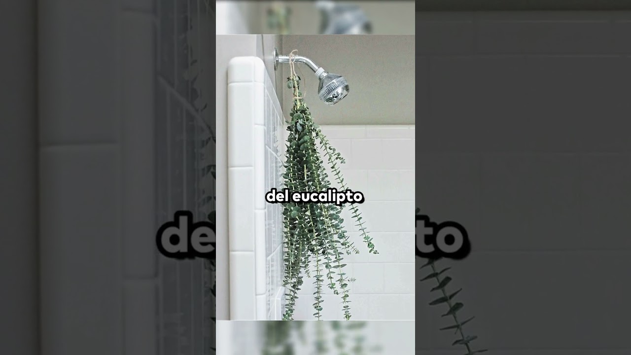 Beneficios del Eucalipto en la Ducha #shorts