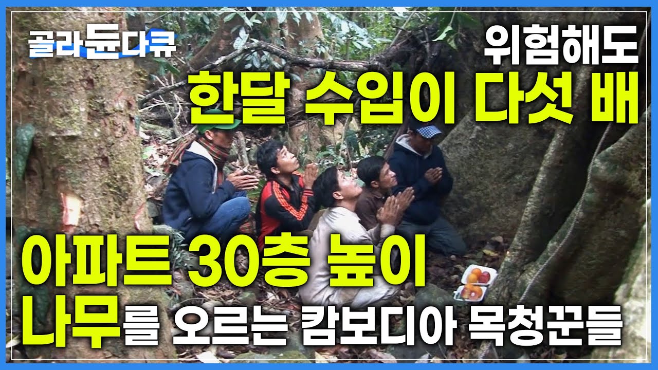 목숨을 걸어야 하지만 버는 돈이 5배❗️'남들이 먼저 가져가기 전에 빨리' 70미터 나무 위에서 자이언트 꿀벌과 고공 사투ㅣ캄보디아 목청꾼ㅣ극한직업ㅣ#골라듄다큐