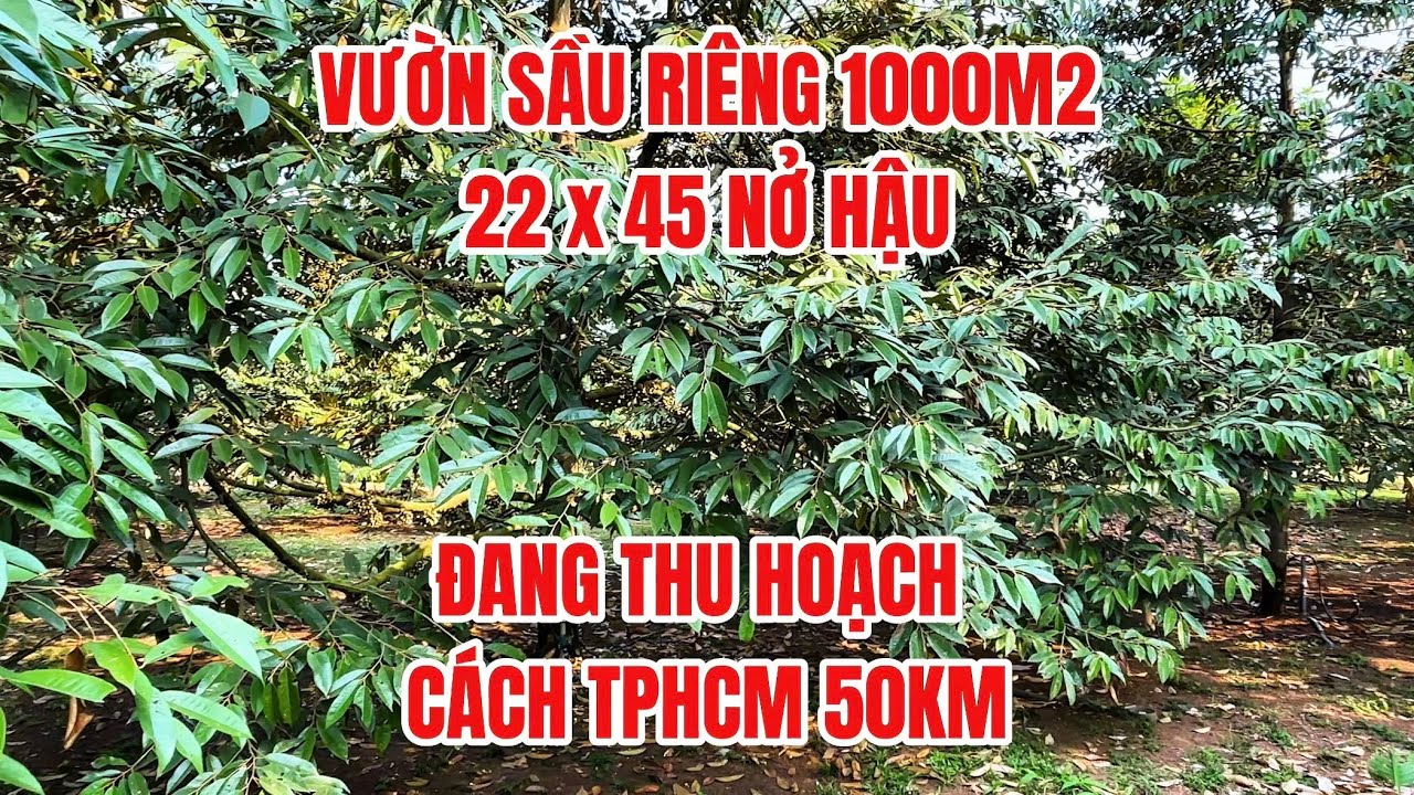 Vườn sầu riêng 1000m2 đang thu hoạch khủng gần KCN dầu giây #đất_đồng_nai 