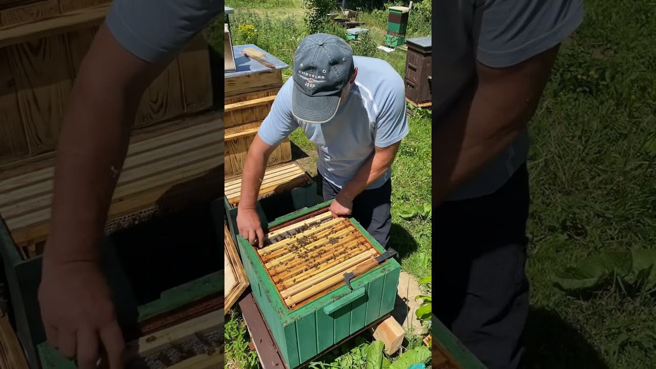 Bf Meda - przegląd odkładu po miesiącu #bee #beekeeping #beekeeper