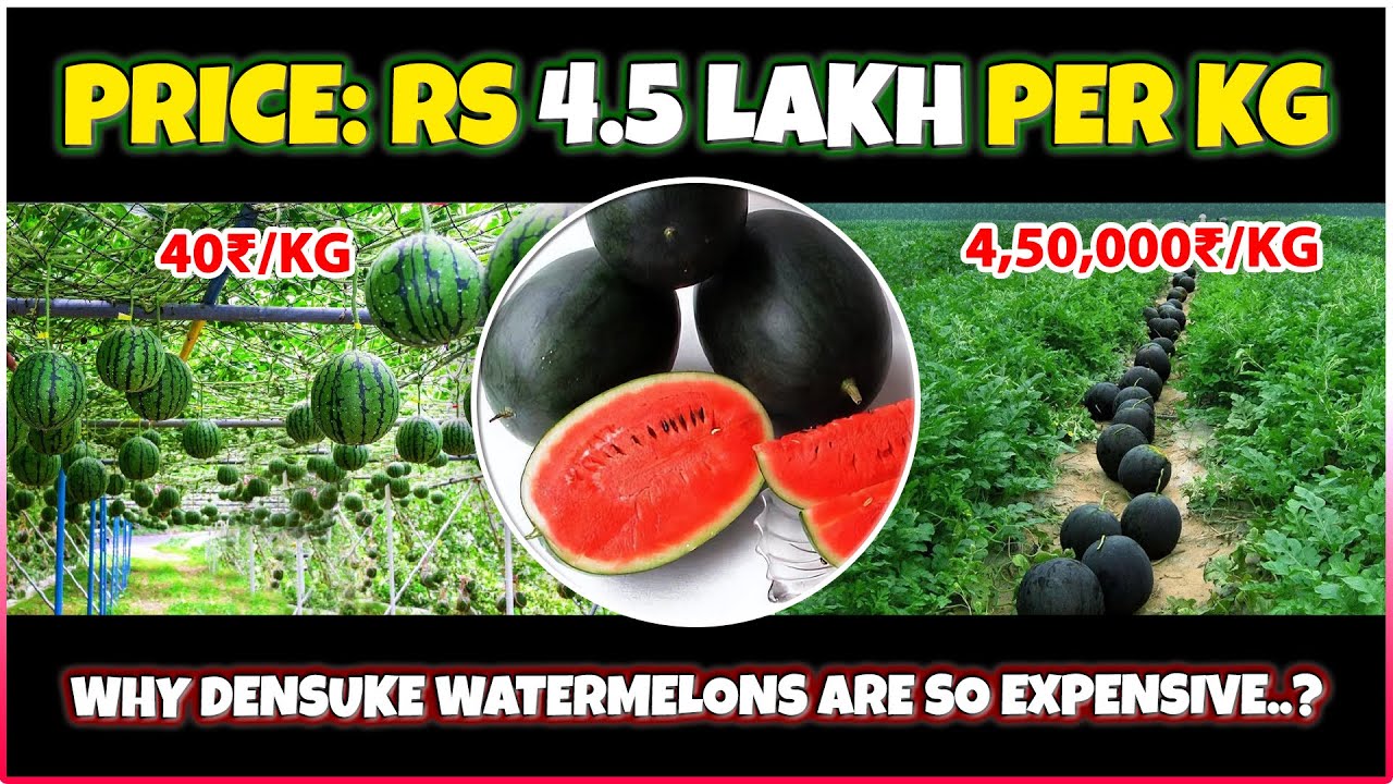 Why Densuke Watermelon Are So Expensive? Most Expensive Watermelon in the World