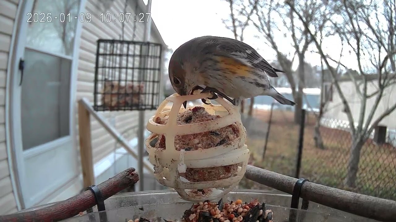 Bird of the day January 9th 2026