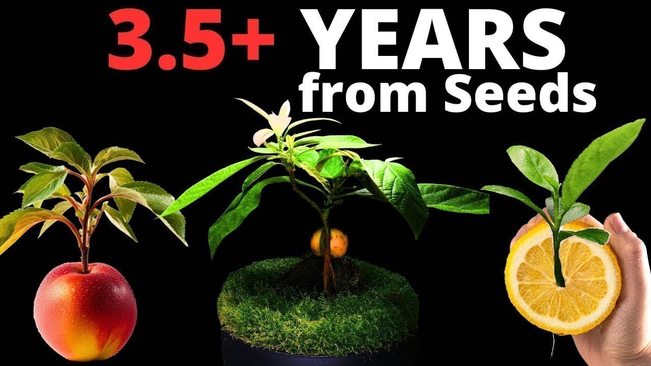 Growing Trees from Seed in Timelapse Compilation! (9 Trees - 1398 Days)