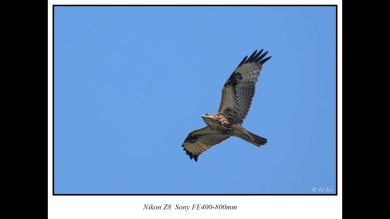 Nikon Z8  Sony FE 400-800mm  普通鵟 大戰 白頸鴉 4K