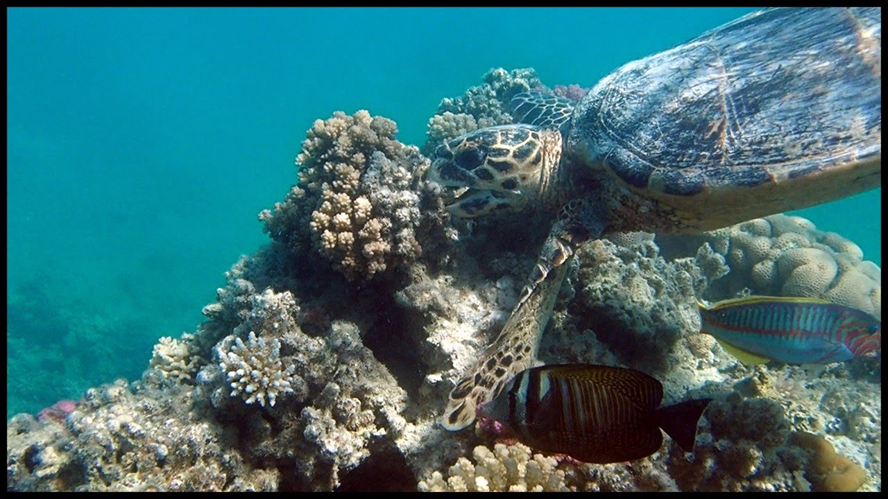 Egypte Marsa Alam