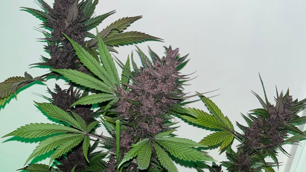 PURPLE WEED JUŻ GOTOWA DO ŚCIĘCIA