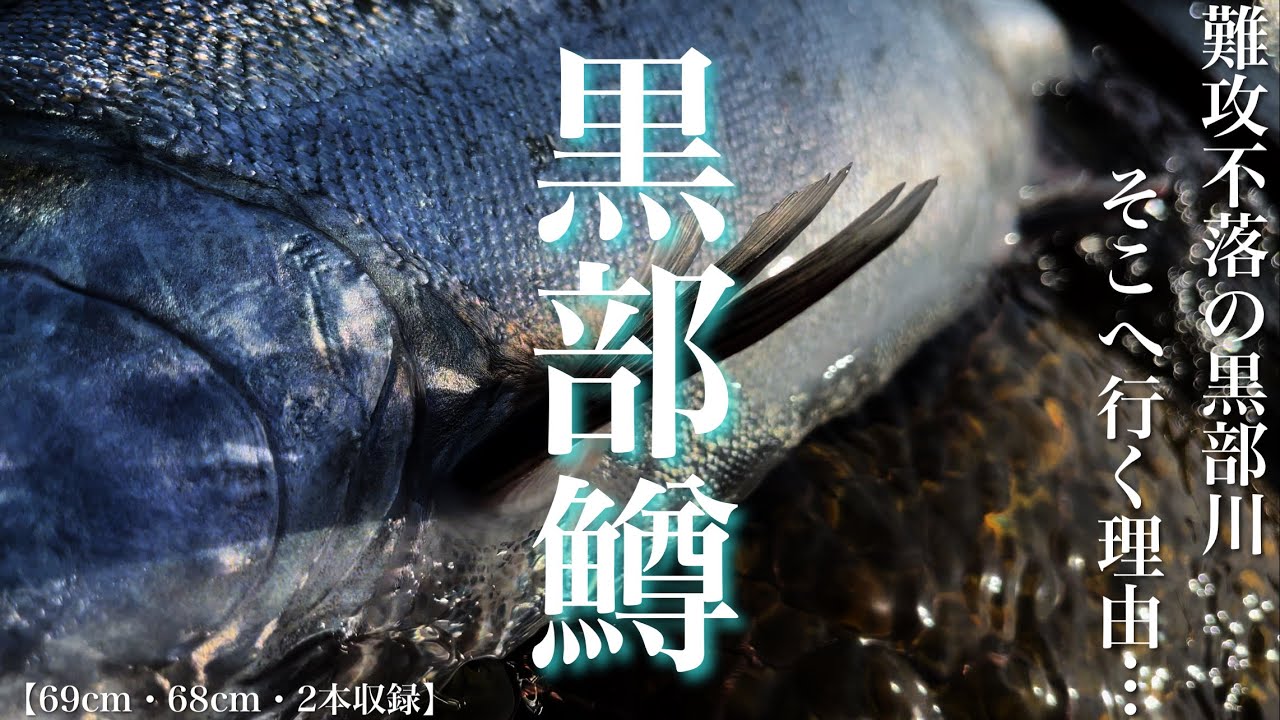 2024/05【桜鱒・サクラマス】激流・黒部川のサクラマスに挑む【69cm・68cm・未公開編】H.F.C 三浦 丞司