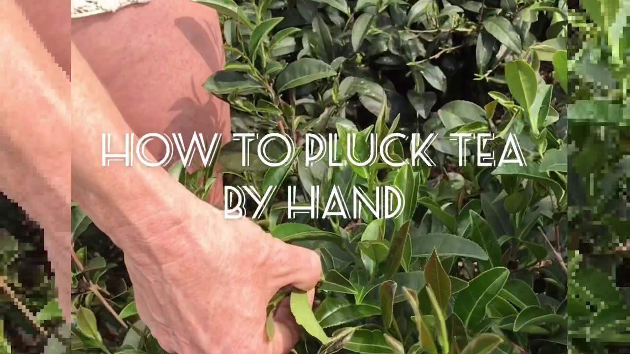 HOW TO HAND PLUCK TEA LEAVES
