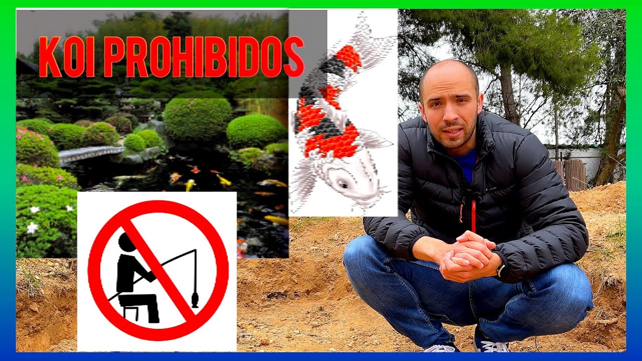 CARPA KOI PROHIBIDA EN ESPAÑA...VUELVE EL ESTANQUE