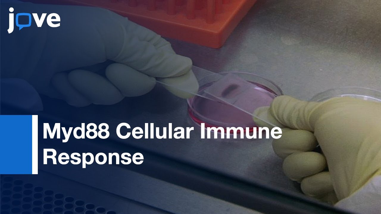 Myd88-mediated Cellular Immune Response to WNV Mutant Strain Infection | Protocol Preview