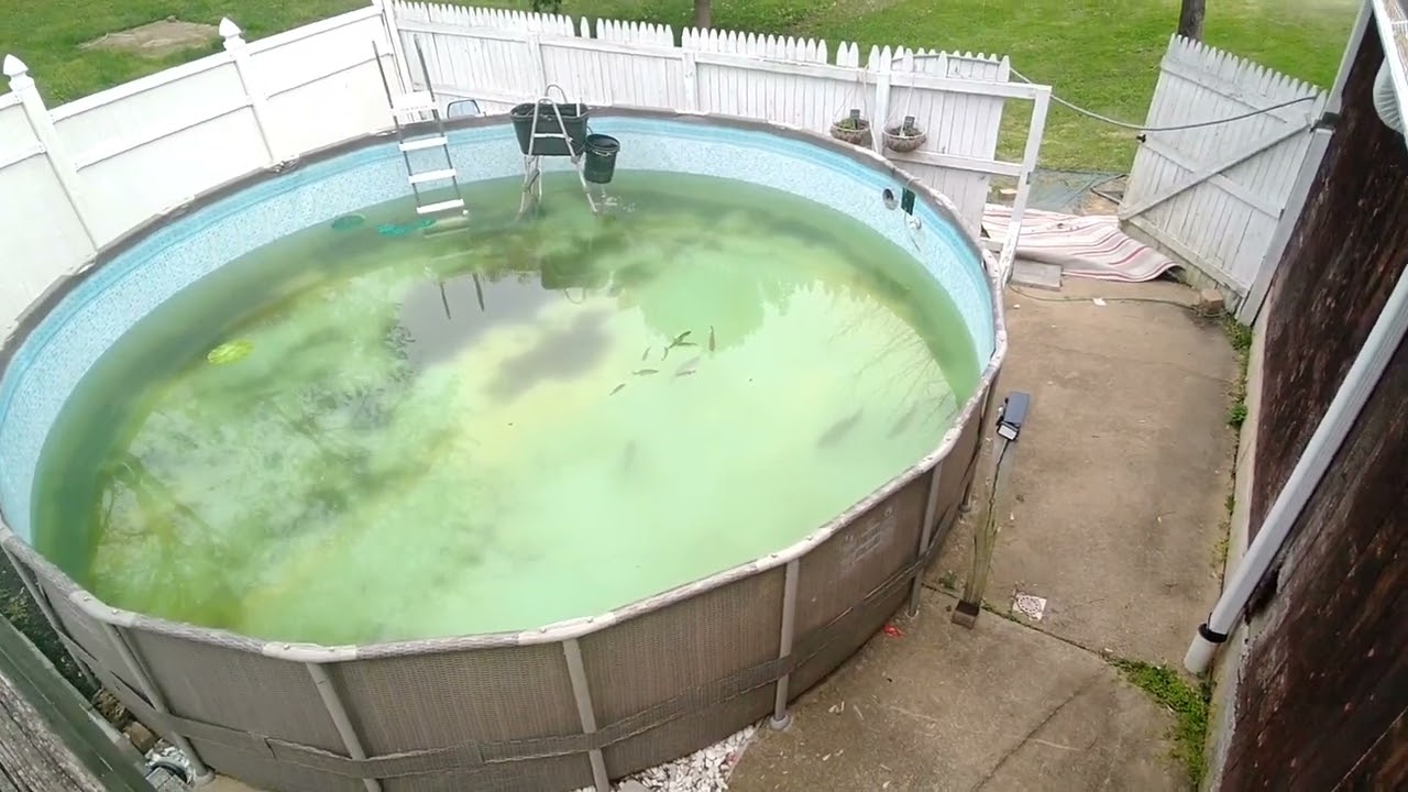 How to turn an above ground pool Into a stock pond