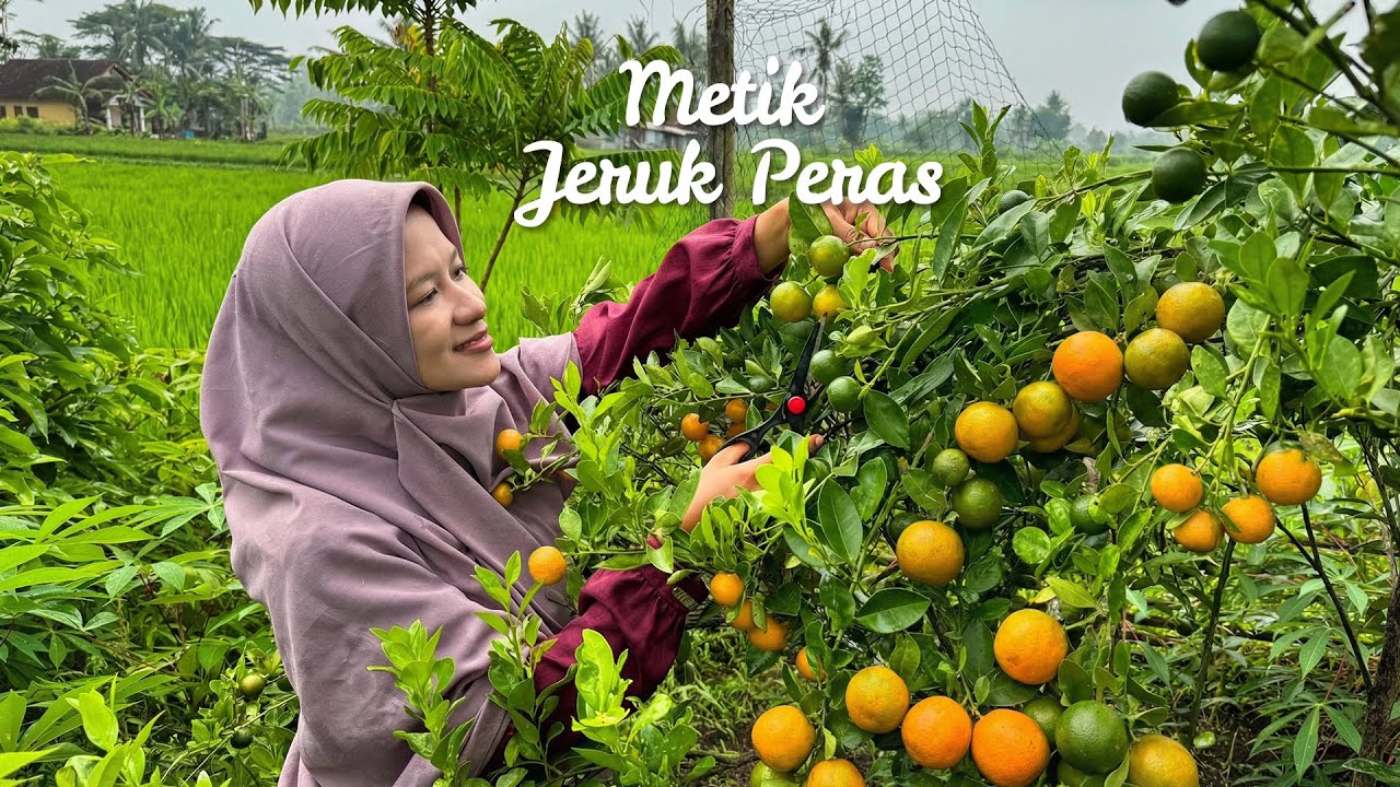 Memetik Jeruk di Kebun | Bikin Puding Jerukm, Udang Asam Manis, Tumis Kentang Toge | Kampung Halaman
