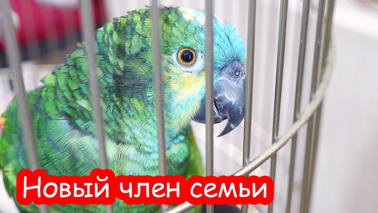 VLOG Мы купили попугая. 10 месяцев он жил по магазинам