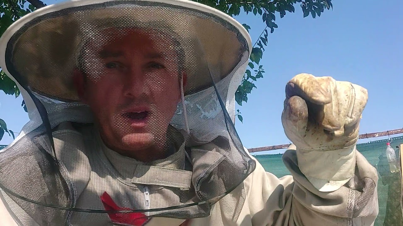 Vinkó Péter Hobbiméhészet: Átfejtett méhcsalád szeptemberben