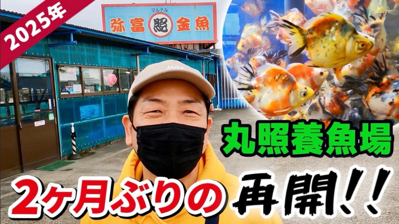 【丸照養魚場】今年も開幕！日本一売れてる金魚店。早くもお客様が殺到してました‼︎弥富で開催するスペシャルイベントの緊急告知もお見逃しなく‼︎