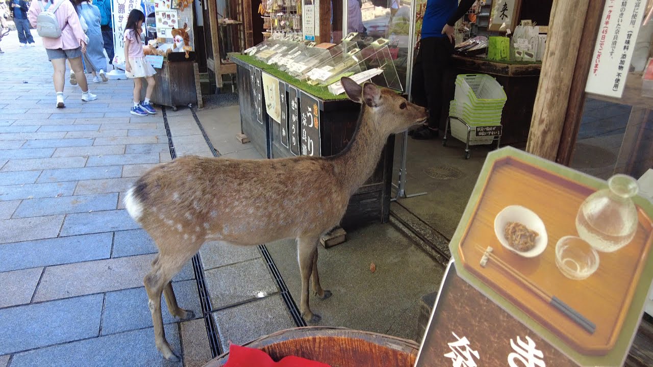 奈良公園 Nara Park (Japan)(2024)