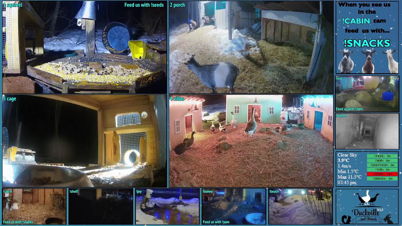 FREE DAILY FEED - Relax with ducks, goats, pups, squirrels, bunnies and other animals!