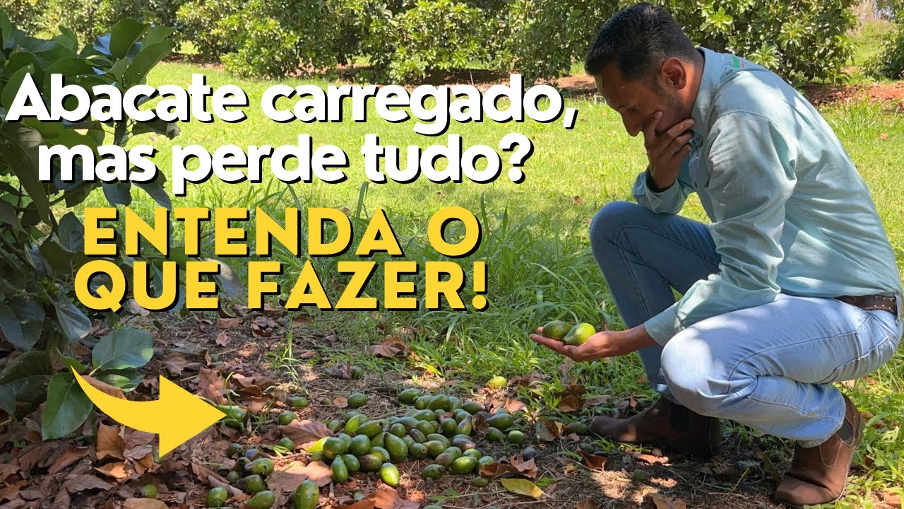 Por que o abacate aborta tanto fruto? | Manejos essenciais na fase de frutifica&ccedil;&atilde;o.