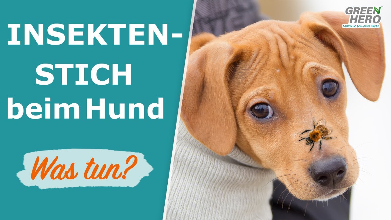 Insektenstich beim Hund  🐝  Was tun??