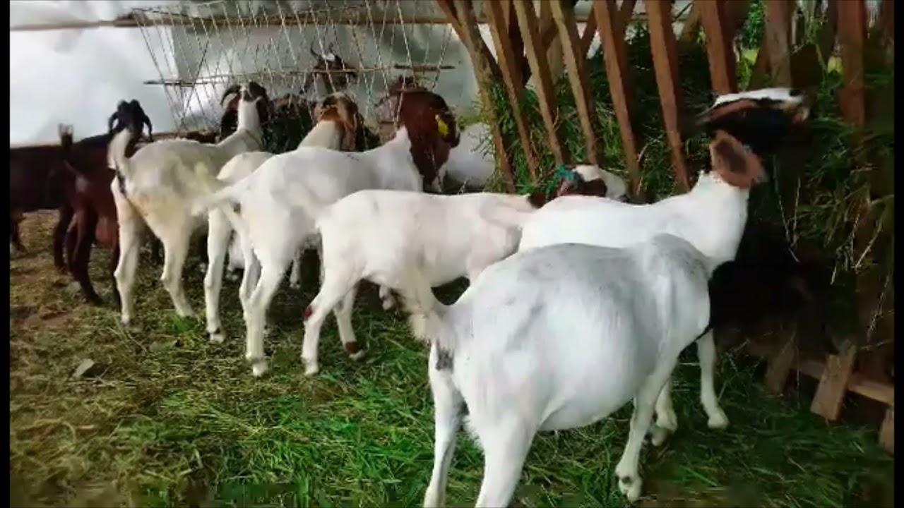 Mga Alaga Ni Mang Halcon Sa Oriental Mindoro