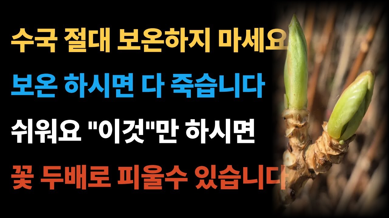 #수국 절대 보온 하지 마세요 보온하시면 다 죽습니다 쉬워요 