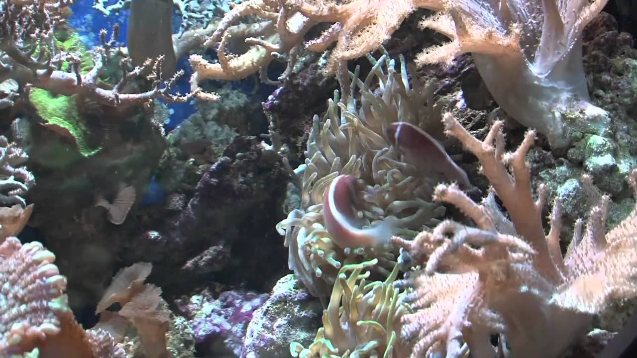Elevage de poisson marin...comment? pourquoi?