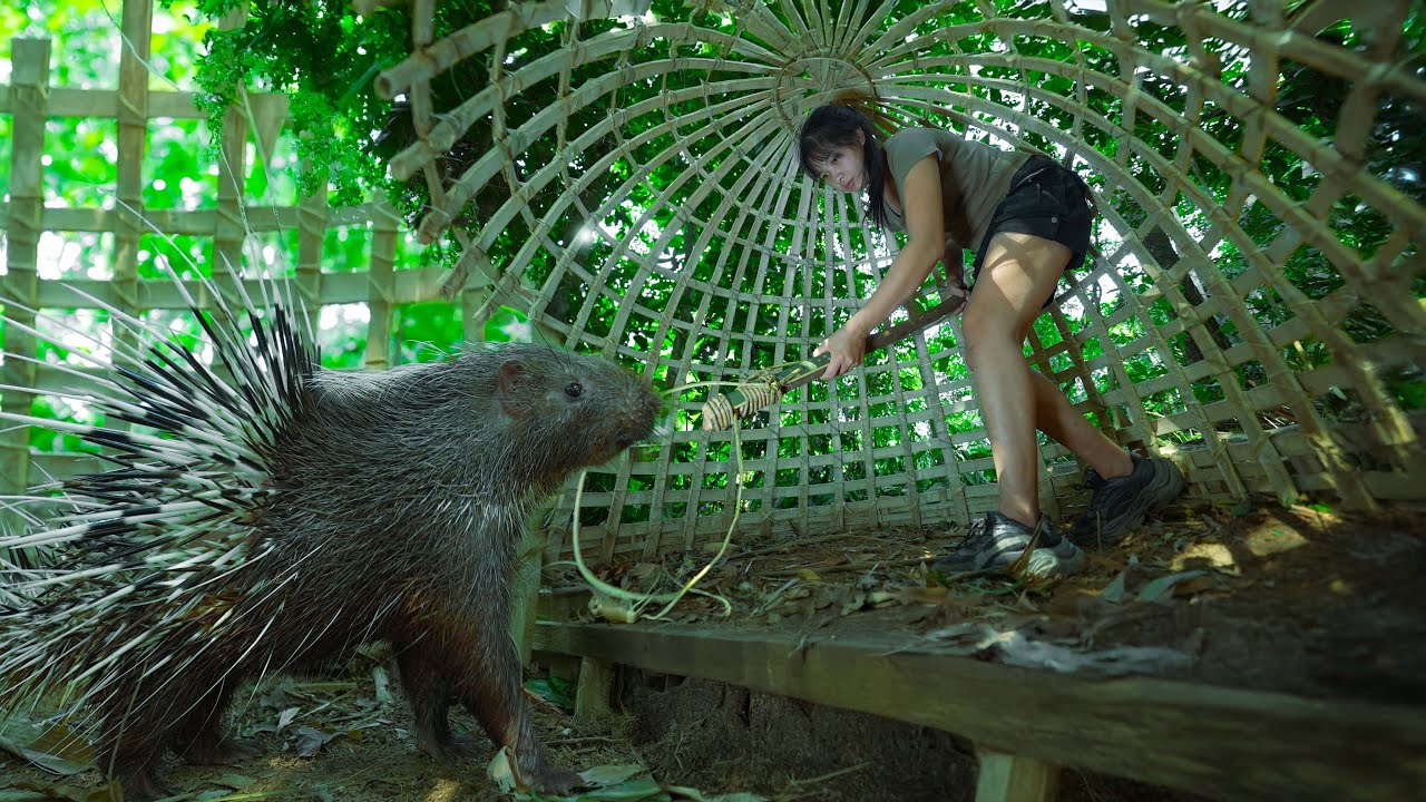 Lie still! Wait and Shoot the Porcupines.../ Create a Cage Trap and Hunt Wild Porcupines, Part 4
