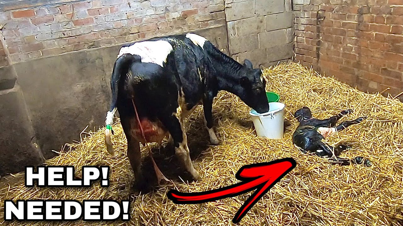 UGLIEST COW HAS THE CUTEST CALF!