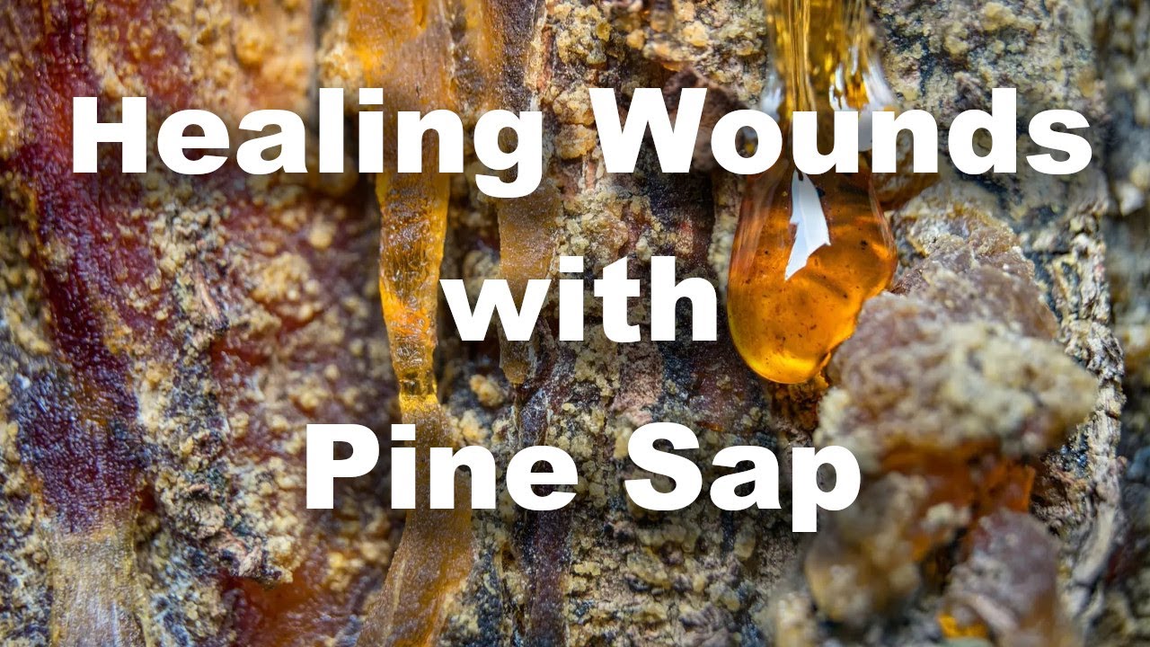 Pine Pitch Wound Care