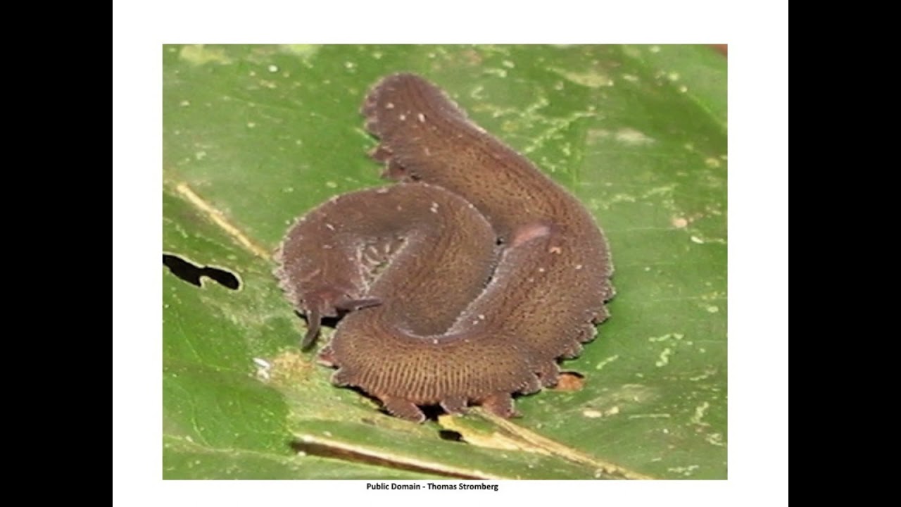 Panarthropoda